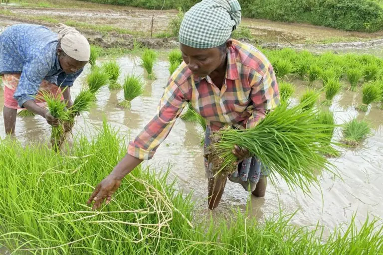 adiya women paddy edible greens