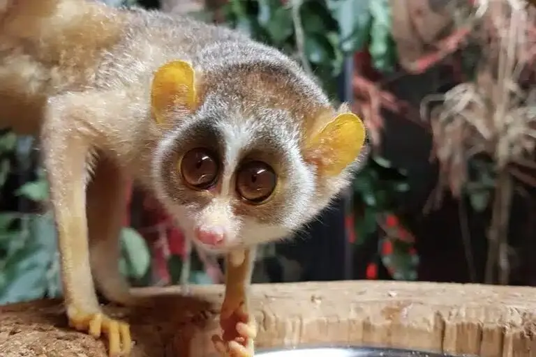slender loris kadavur wildlie sanctuary