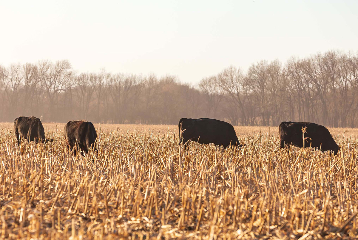 Running out of grass? Plan now for cow-calf herd nutrition 