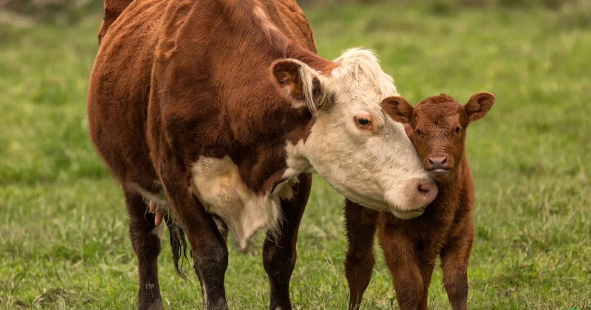 Pre-calving, post-calving nutrition critical to cow, calf health