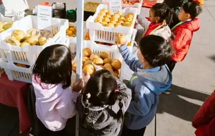 Children huddle around baskets of Asian pears