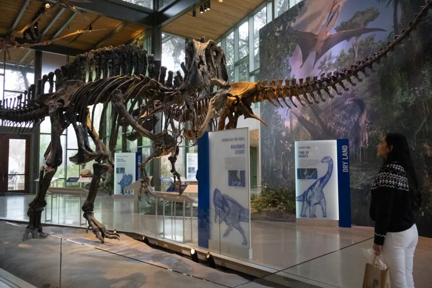 The Dinosaur Gallery is located in the Susan Naylor Center at The Witte Museum.