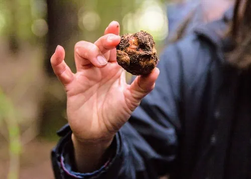 A hand is shown holding a truffle, fresh from the ground