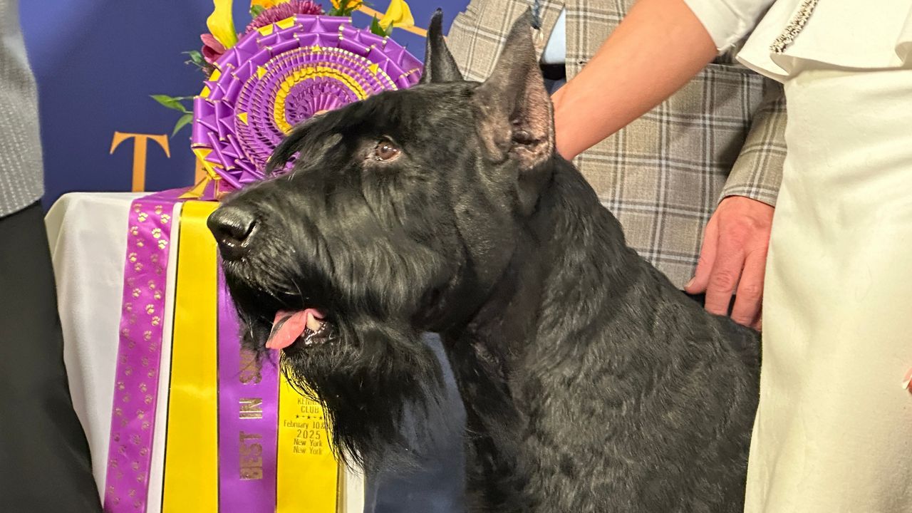 Monty the giant schnauzer wins Westminster Dog Show