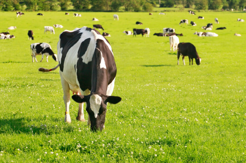 Grazing: Exploring dairy feed systems for optimal cow nutrition