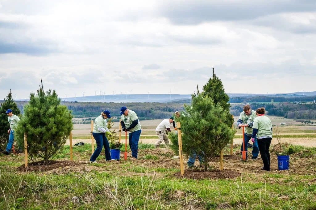 Volunteers using dibble bars planting trees during the first year of reforestation at the Flight 93 National Memorial, Somerset County, Pennsylvania.