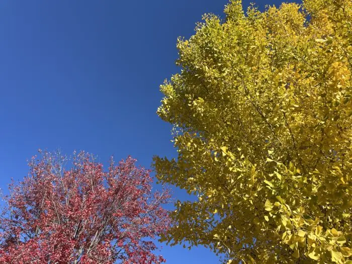 Red and yellow leaves branch out from trees against the backdrop of a clear blue sky.