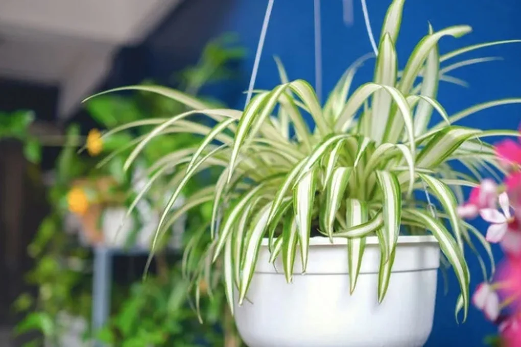 7 loại cây giúp thanh lọc không khí trong nhà, bạn không nên bỏ qua - 2 7 loại cây giúp thanh lọc không khí trong nhà, bạn không nên bỏ qua - 2