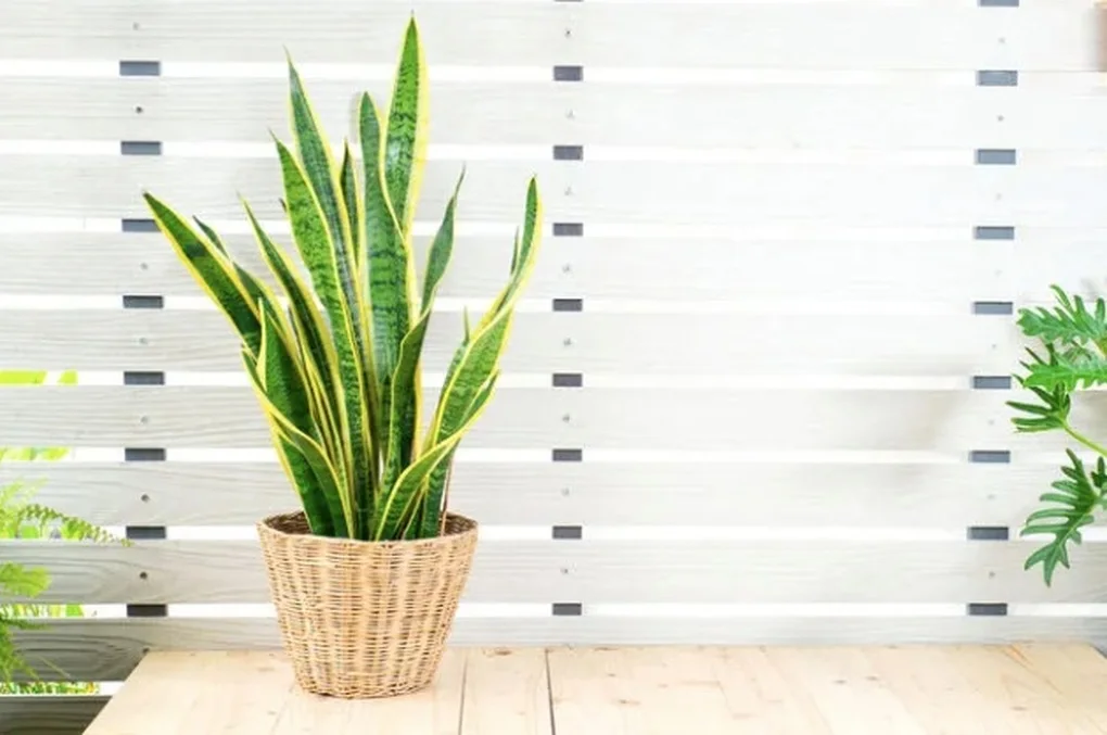 7 loại cây giúp thanh lọc không khí trong nhà, bạn không nên bỏ qua - 3 7 loại cây giúp thanh lọc không khí trong nhà, bạn không nên bỏ qua - 3