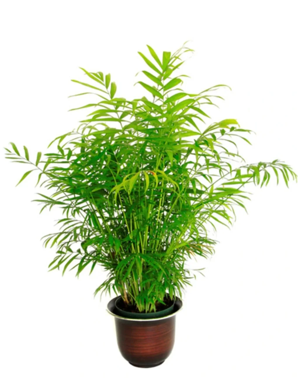7 loại cây giúp thanh lọc không khí trong nhà, bạn không nên bỏ qua - 4 7 loại cây giúp thanh lọc không khí trong nhà, bạn không nên bỏ qua - 4