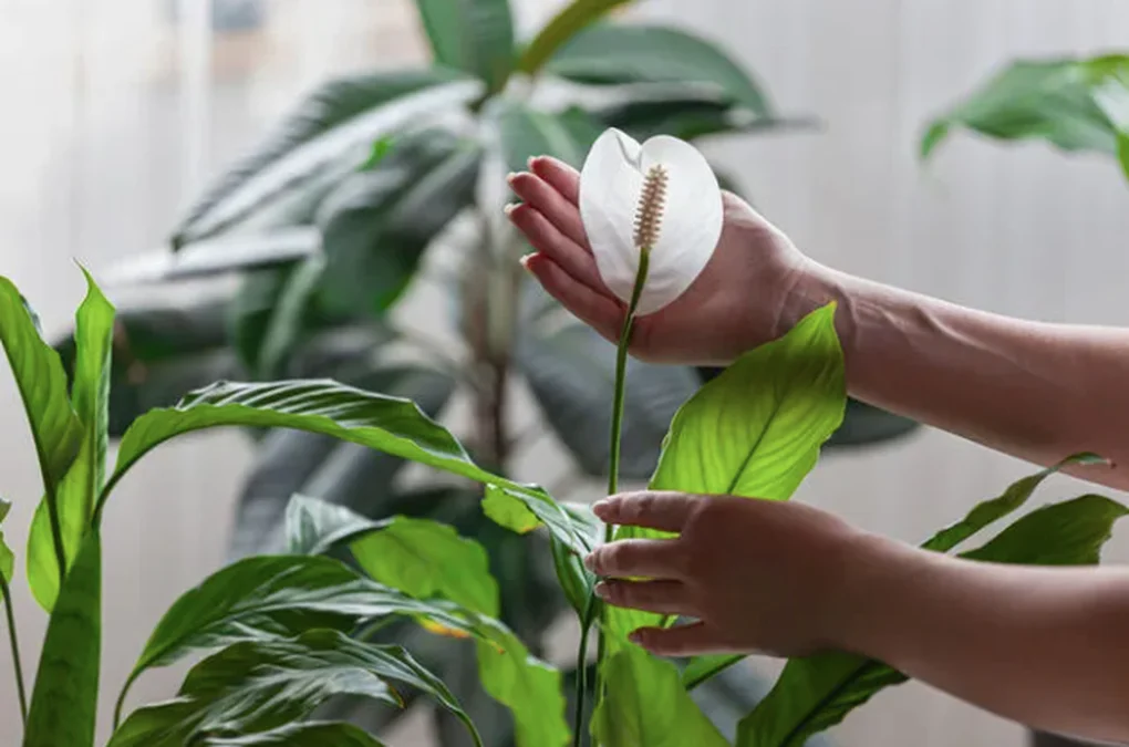 7 loại cây giúp thanh lọc không khí trong nhà, bạn không nên bỏ qua - 5 7 loại cây giúp thanh lọc không khí trong nhà, bạn không nên bỏ qua - 5