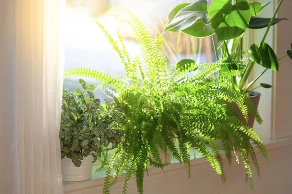 7 loại cây giúp thanh lọc không khí trong nhà, bạn không nên bỏ qua - 6 7 loại cây giúp thanh lọc không khí trong nhà, bạn không nên bỏ qua - 6