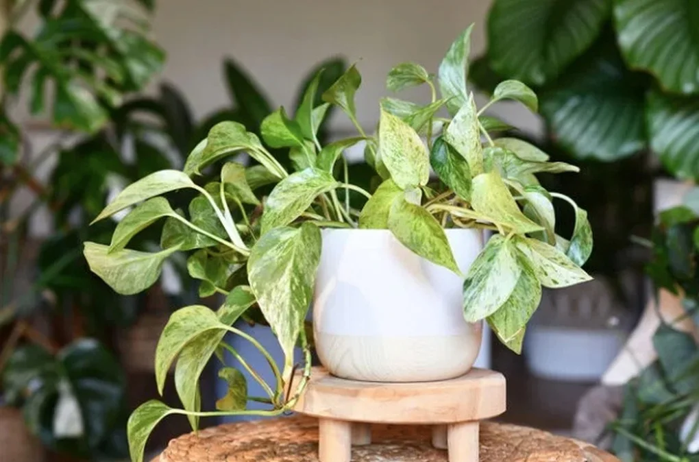 7 loại cây giúp thanh lọc không khí trong nhà, bạn không nên bỏ qua - 7 7 loại cây giúp thanh lọc không khí trong nhà, bạn không nên bỏ qua - 7