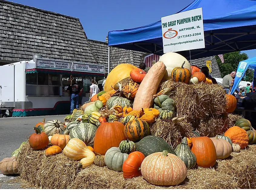 Great Pumpkin Patch in Arthur, Illinois