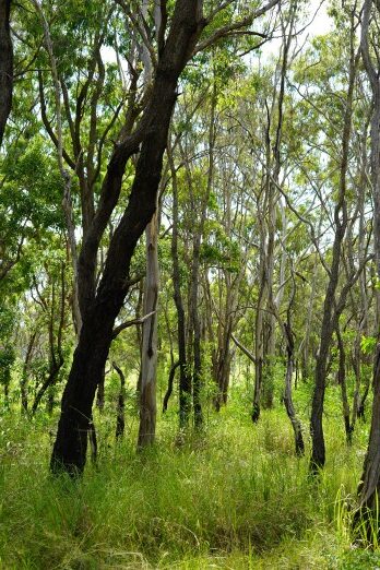 Council’s dedication to protect Redlands Coast’s unique environment