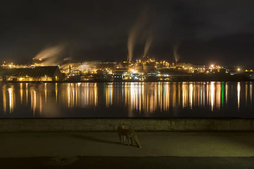 Photo of a fox in dark night setting looking out over water with city lights in the distance.