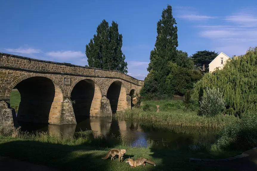 Photo of bridge across small river, in dark light, with two lounging foxed on grass nearby.