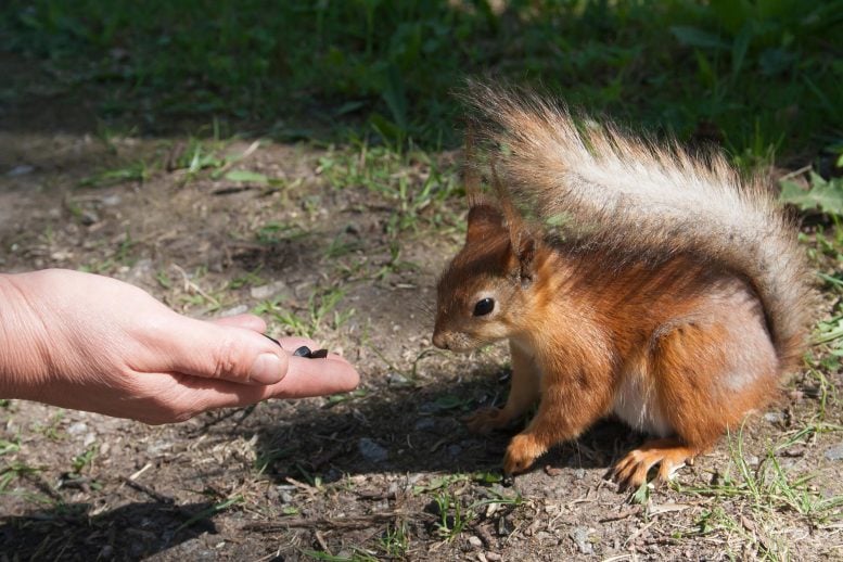 Can Wildlife Heal PTSD? The Science Behind Nature’s Unexpected Remedy