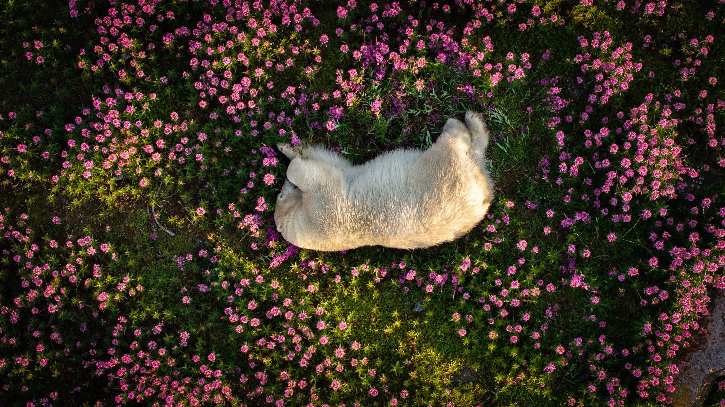 a polar bear lays in pink flowers