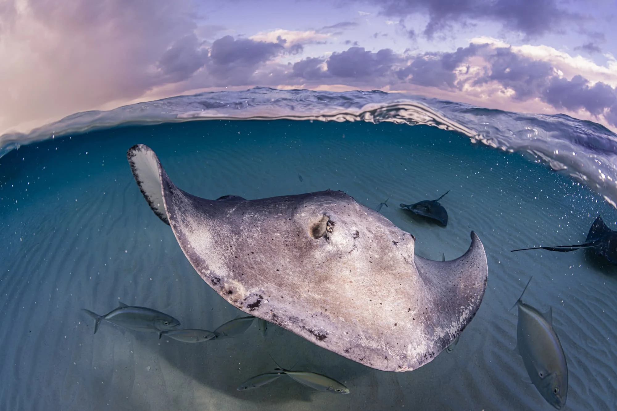 stingrays and fish