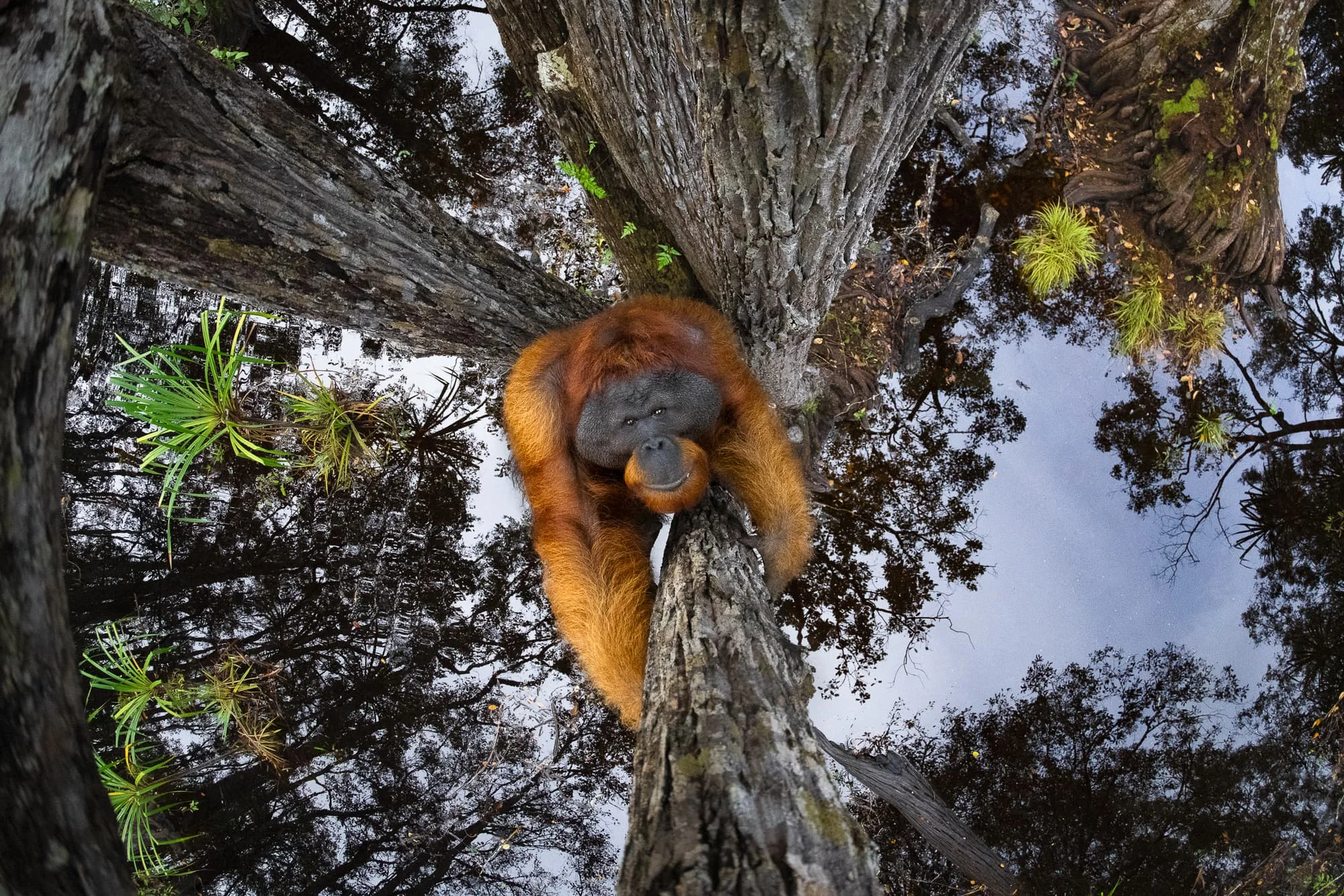 an orangutan climbs a tree