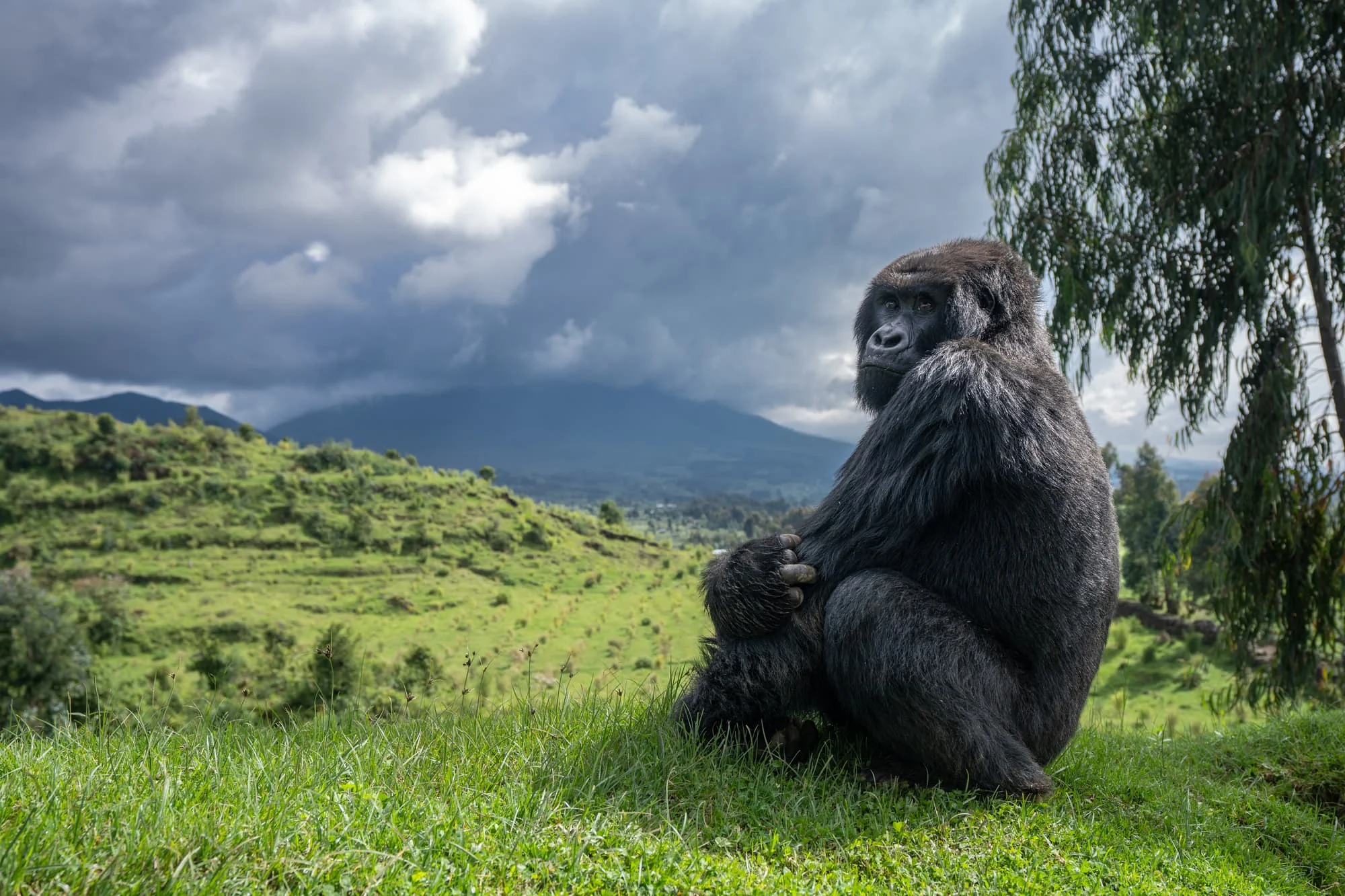 a gorilla on a green hillside