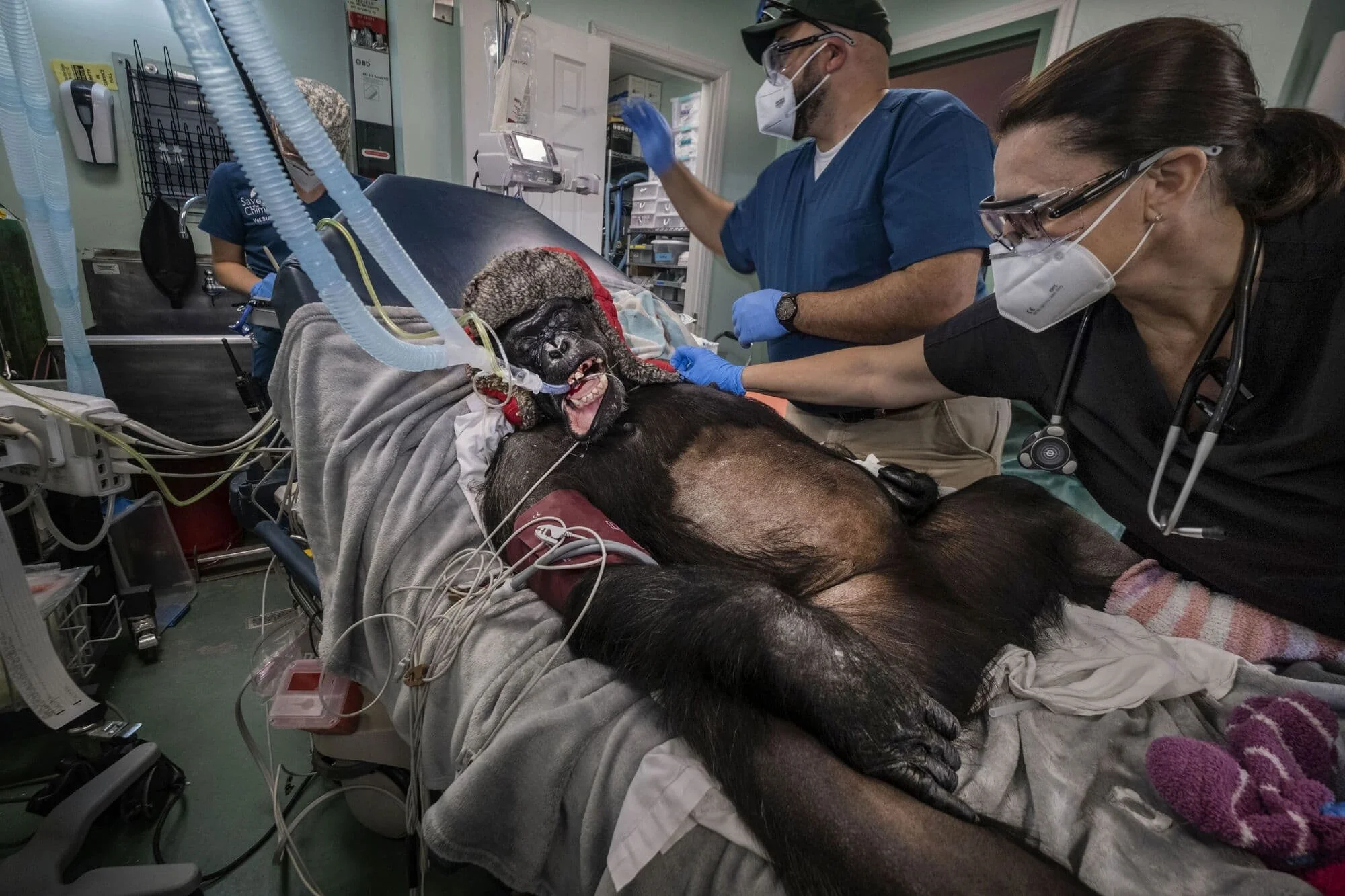 a chimp in the operating room tended to by humans