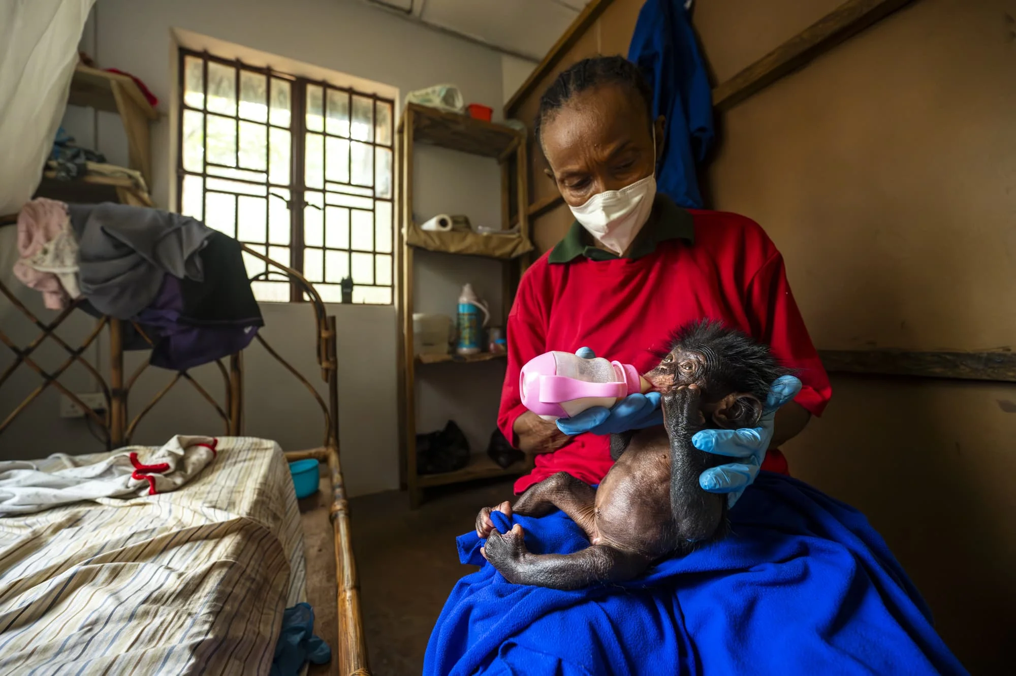 a woman in a mask feeds a baby to a baby chimpanzee