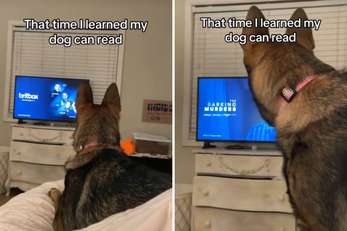 German shepherd’s reaction to TV show has owner convinced “my dog can read”