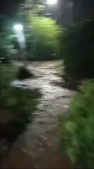 Lama invade casas em Fernando de Noronha