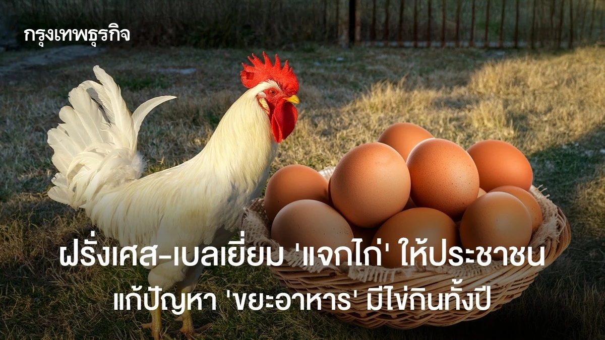 ฝรั่งเศส-เบลเยียม ‘แจกไก่’ ให้ประชาชน แก้ปัญหา ‘ขยะอาหาร’ มีไข่กินทั้งปี