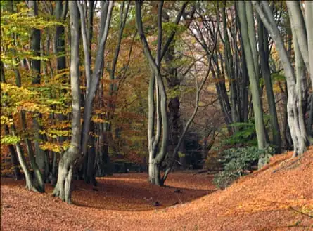 A photograph of Epping Forest by Iris Newbery – she won many awards as a member of Loughton Camera Club