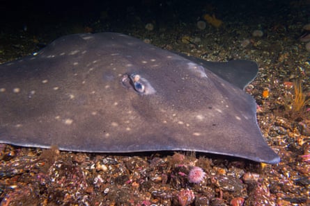 AI scanning helps Scottish conservation project turn tide for flapper skate
