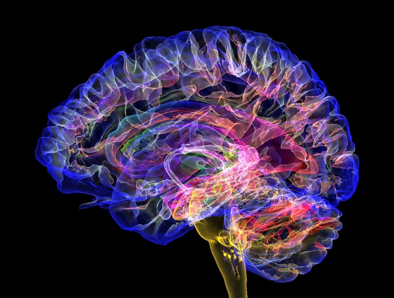 How does the brain control consciousness? This deep-brain structure