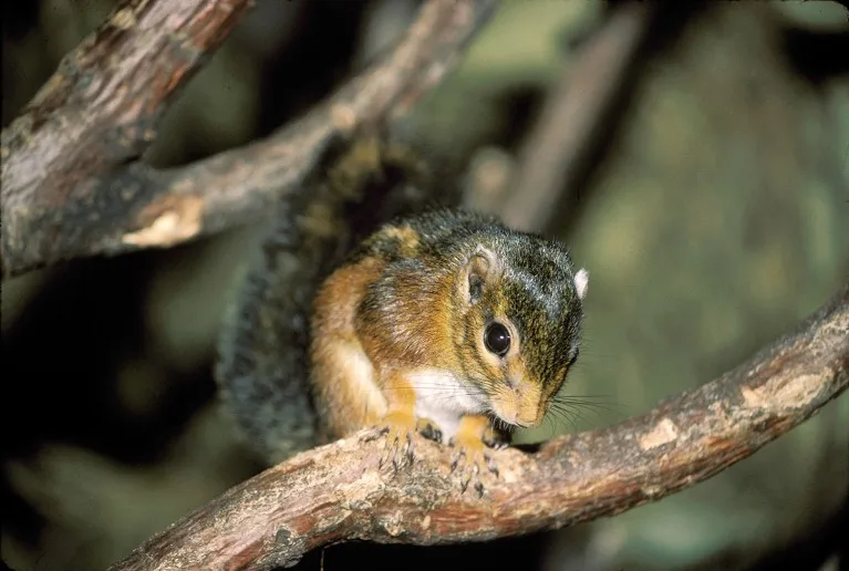 A fire-footed squirrel (Funisciurus pyrrhopus) in a tree.