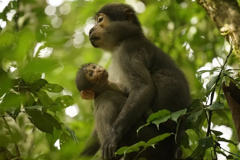 Sooty Mangabeys in the trees Taï National Park, Côte d'Ivoire with mild Mpox manifestation.