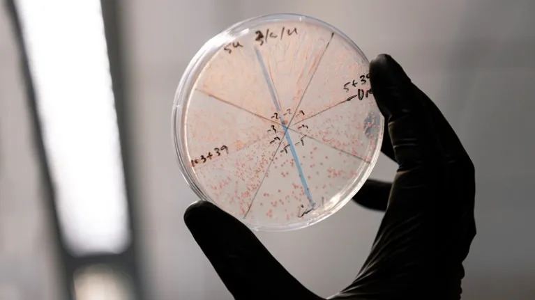 A gloved hand holding a Petri dish up to the light. The dish is covered in small pink yeast colonies and handwritten labels