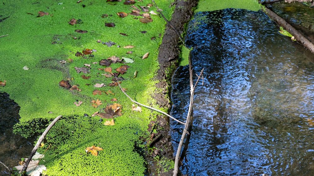 Nature conservation associations in Saxony see their work at risk