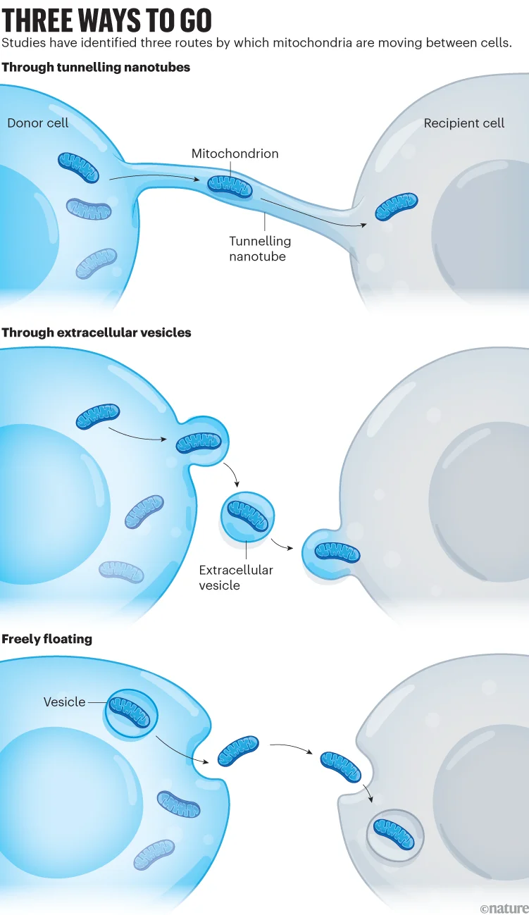 Three ways to go: infographic that shows three ways that mitochondria move between cells