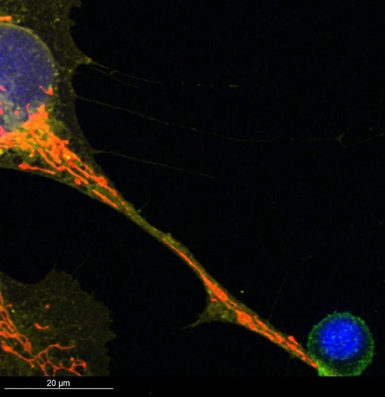 A micrograph showing two cells, their nuclei shown in blue, with a long strand connecting them. Inside the strand are red areas which represent mitochondria moving between cells