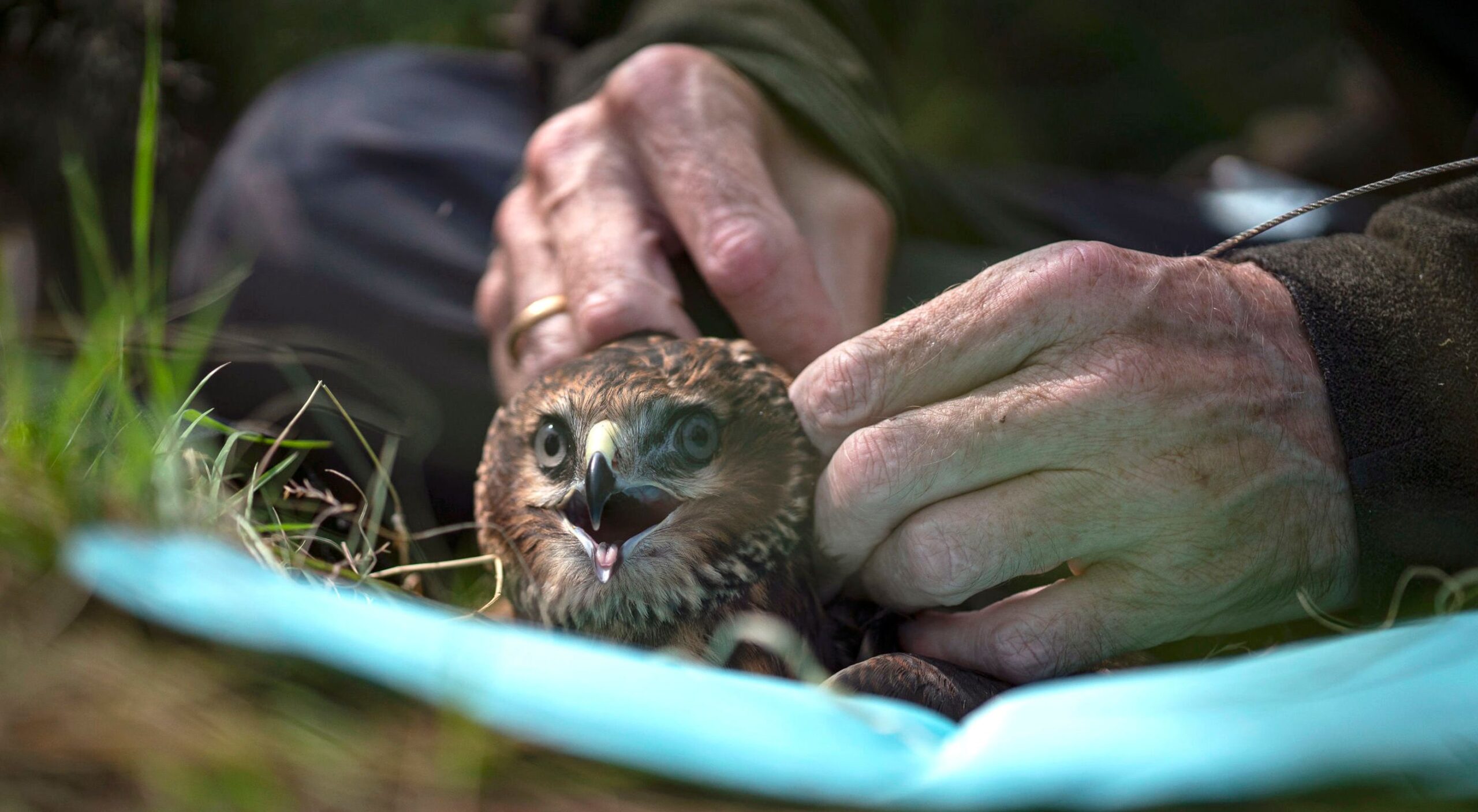 Environment regulator kills off hen harrier conservation scheme