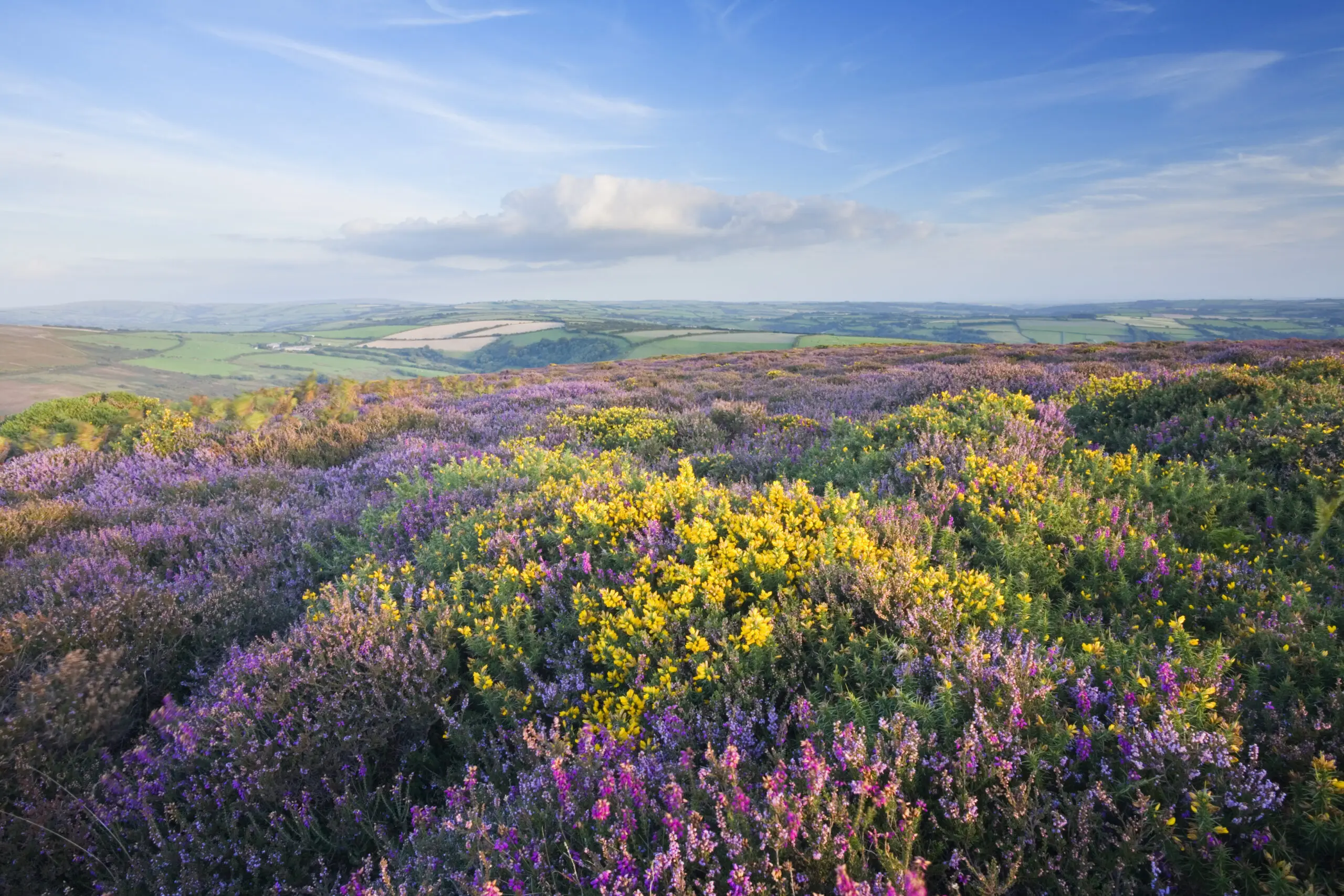 Heather and gorse blooming on a hillside overlooking a valley.