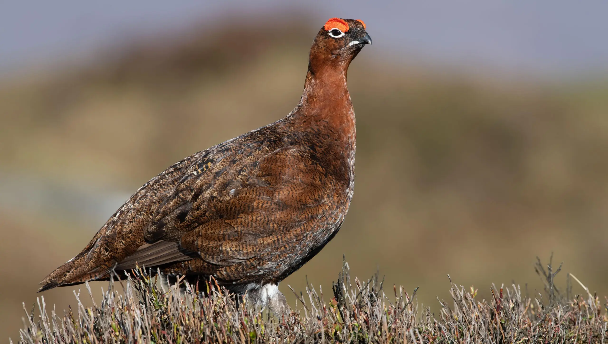 Red grouse in heather moorland.