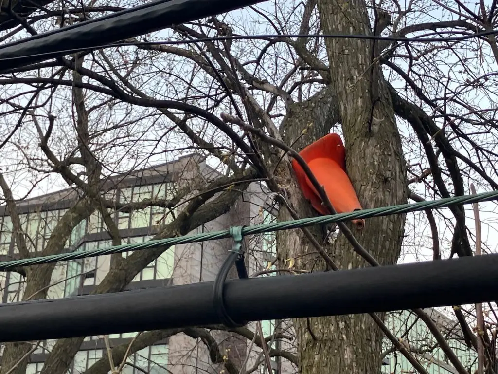 Traffic cone stuck in tree