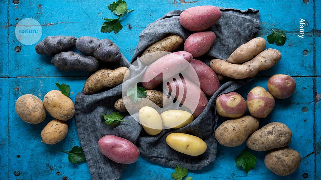 What a trove of potato genomes reveals about the humble spud