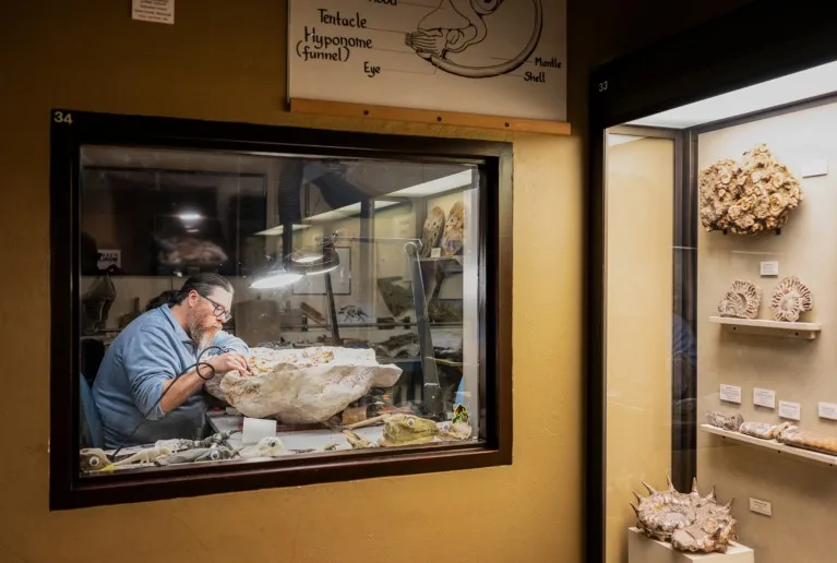 David Lovelace, seen through a window next to a museum display cabinet filled with fossils, sitting at a bench, bent over a large bowl-shaped rock, working under a bright desk lamp and using a wired hand-held tool to reveal a fossil