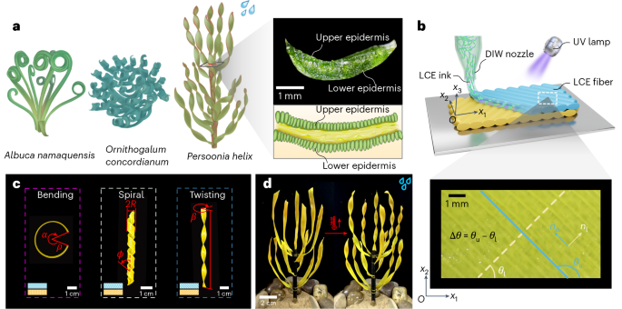Active twisting for adaptive droplet collection
