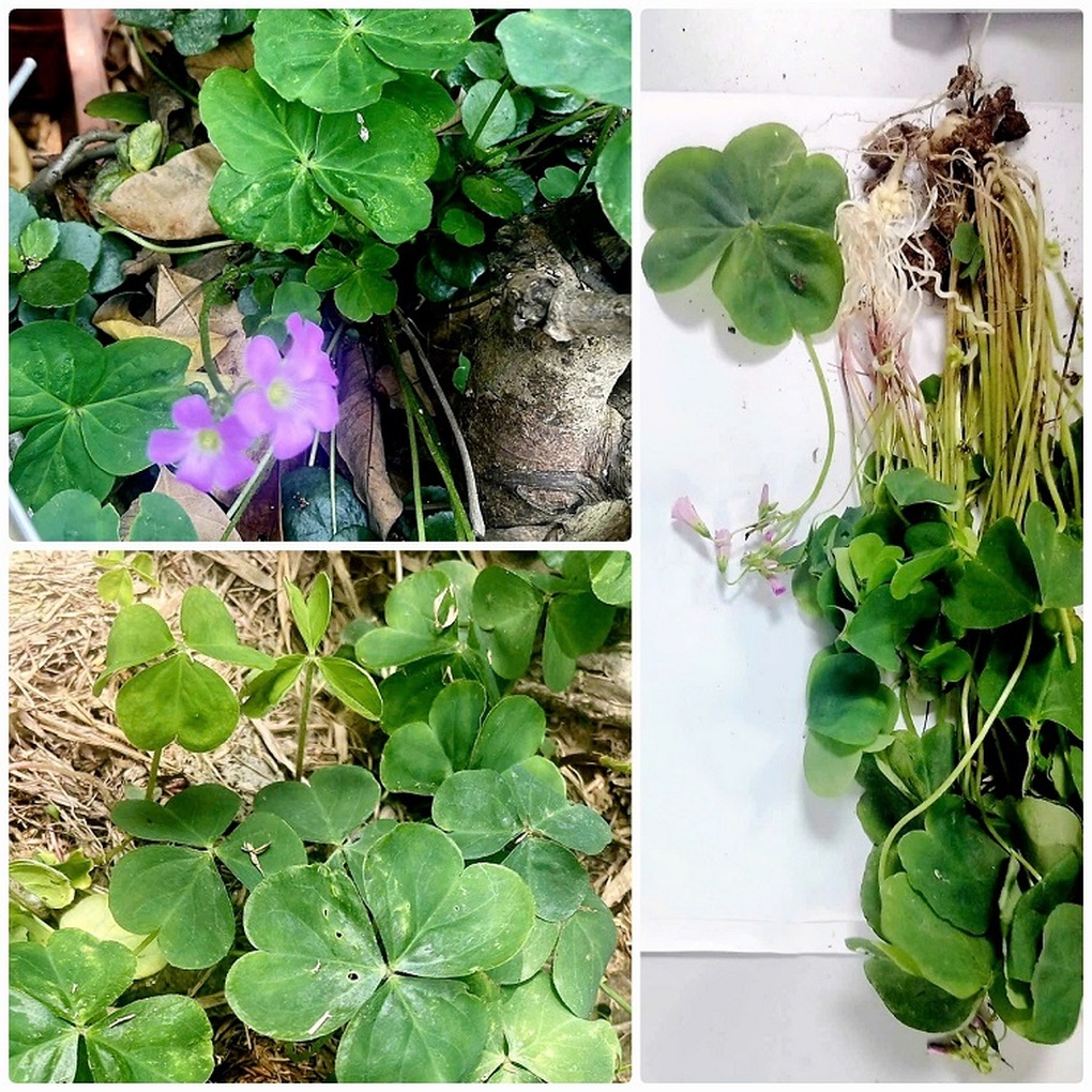 Uống nước sắc me đất ở vườn nhà, người phụ nữ Hà Nội nhập viện vì suy thận