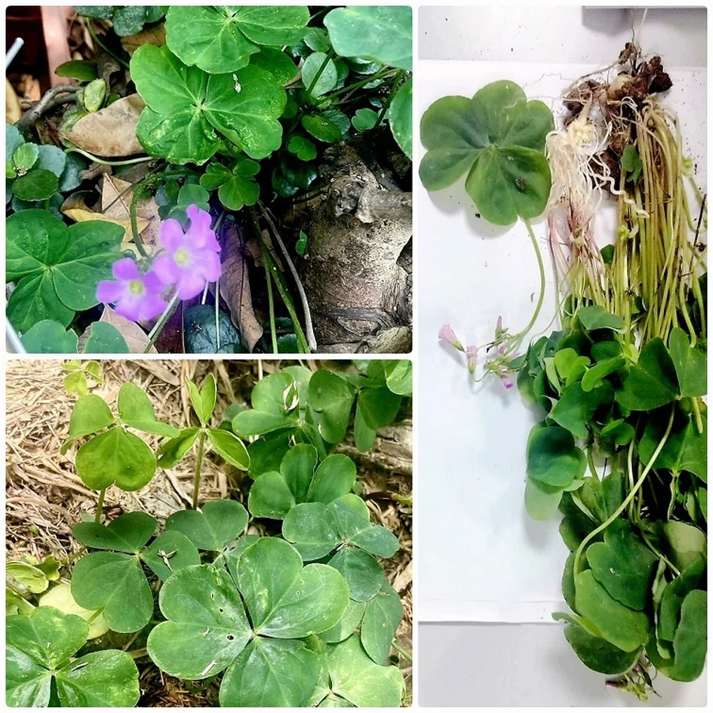 Uống nước sắc me đất ở vườn nhà, người phụ nữ Hà Nội nhập viện vì suy thận - 1