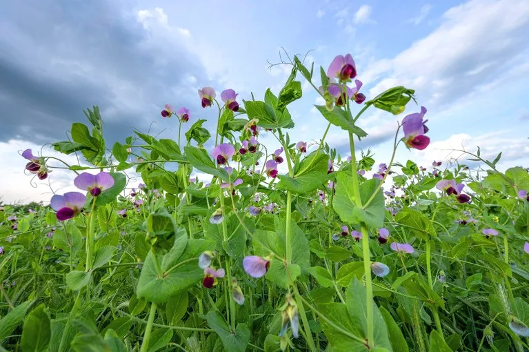 A flowering pea field (Pisum sativum) iwith purple blossoms jn Germany.
